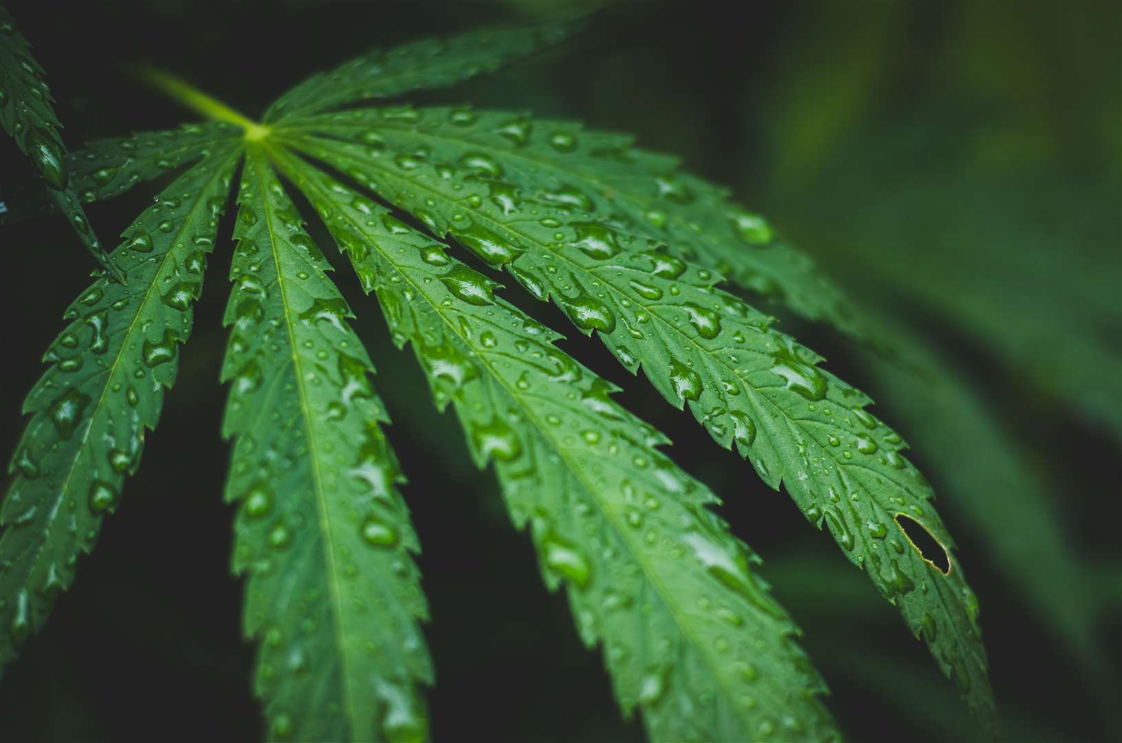 Fabio Fernandes was caught with 18g of cannabis during a police raid. Picture: iStock