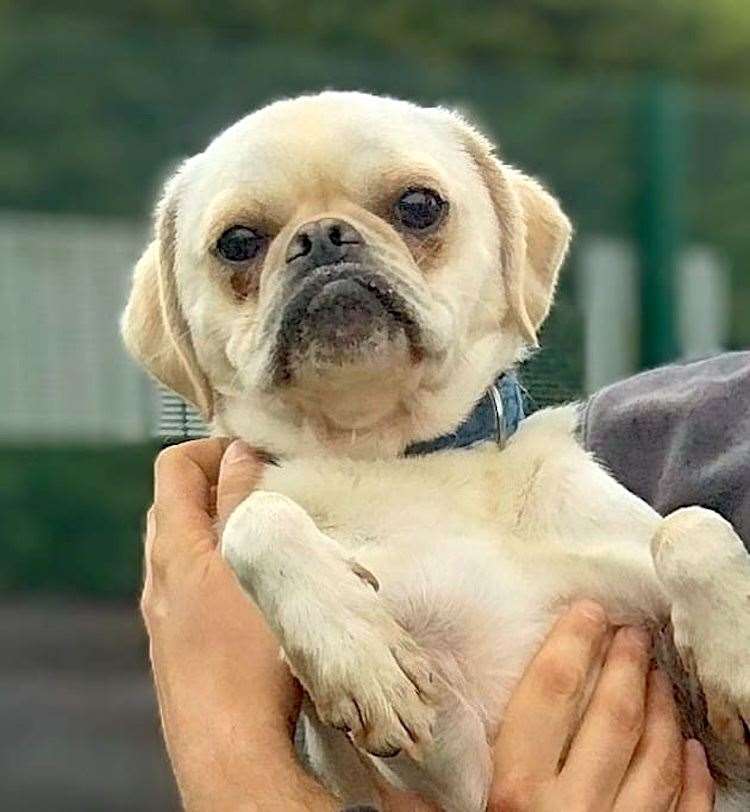 Pugsley is one of the dogs needing a home at the Eau Brink centre