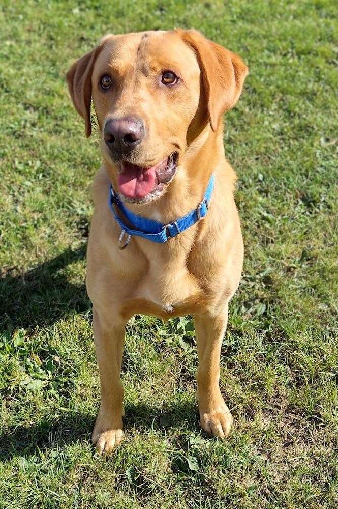 Bertie is a sweet boy needing a home