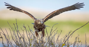 Sunrise with Harriers