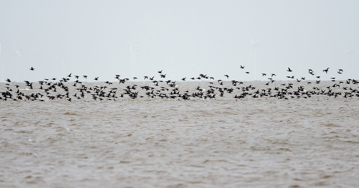 Winter Watch - Sea Ducks & Shoreline Birds