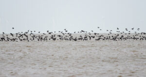 Winter Watch – Sea Ducks & Shoreline Birds